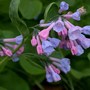 Pink and Blue Virginia Bluebells (Mertensia virginica)