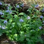 Clump of VA Bluebells (Mertensia virginica)