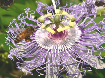 Passiflora incarnata with honey bee (Passiflora incarnata (Maypops))
