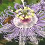 Passiflora incarnata (Maypops)