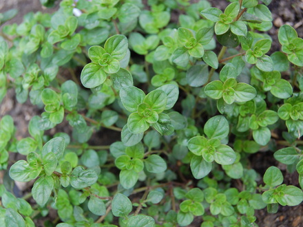 Broad-leaved Thyme (Thymus pulegioides)