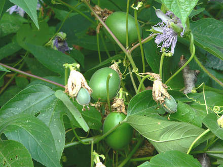 Passionfruit (Passiflora incarnata (Maypops))