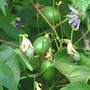 Passiflora incarnata (Maypops)
