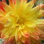 Dahlia_mcknight_s_memory_close_10-01-03