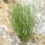 Cytisus praecox (Cytisus praecox)
