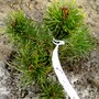 Pinus mugo var. Pumilio (Pinus mugo (Dwarf Mountain Pine))