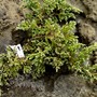 Juniperus not sure?? (Juniperus squamata)