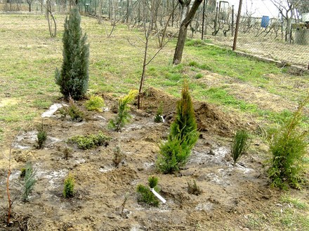 Conifer bed.