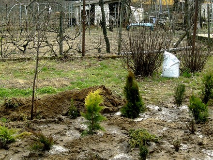 Another view of conifer bed