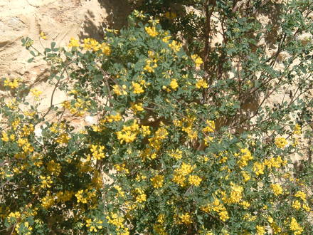 A garden flower photo