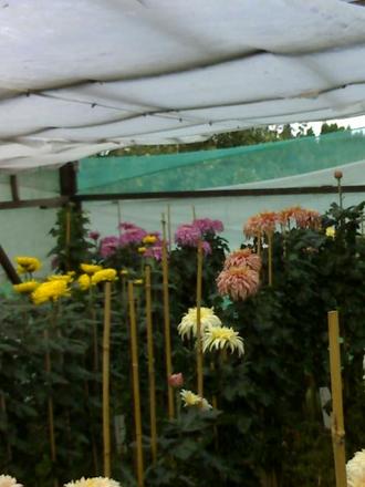 Chrysanths in flowering frame 