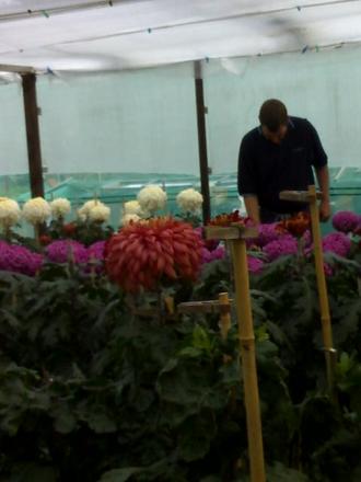 Darran in the flowering frame