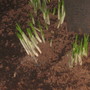 Crocus