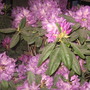 rhododendron