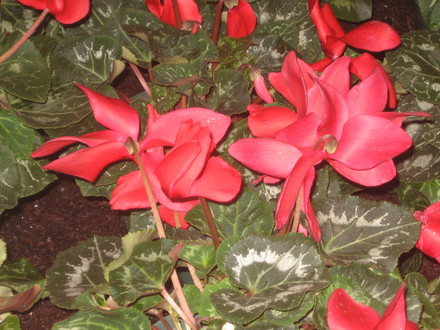 cyclamen