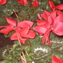 cyclamen