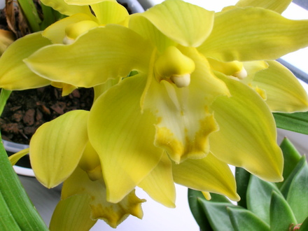 Orchid