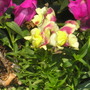 A garden flower photo