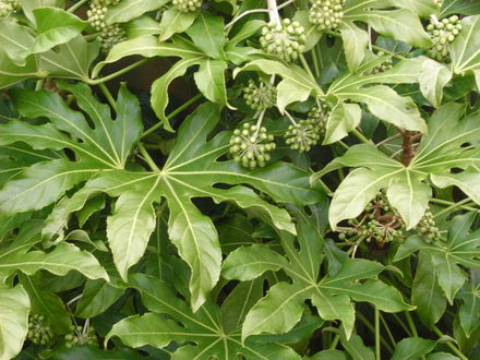 Fatsia Japonica (Fatsia japonica (Japanese aralia))