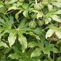 Fatsia Japonica (Fatsia japonica (Japanese aralia))