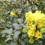Mahonia Aquifolium. (Mahonia aquifolium (Oregon grape))