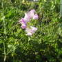 Sweet peas