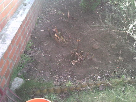 Cannas replanted (Canna indica (Indian shot plant))