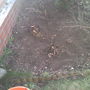 Cannas replanted (Canna indica (Indian shot plant))