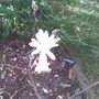 magnolia stellata