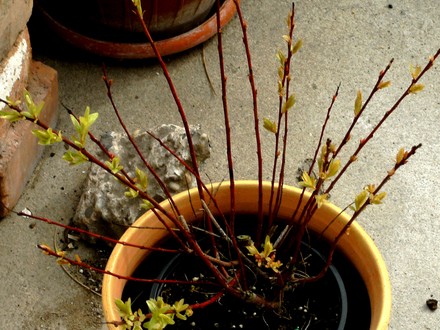 Salix integra 