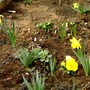 Narscissi in front garden March 14 2008 (Narcissus)