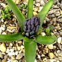 Blue Hyacinth 14 March 2008 (Hyacinthus orientalis (Hyacinth))