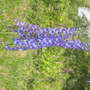 Delphinium
