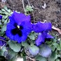 Copy_of_pict0350