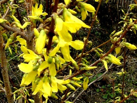 Forsythia 14 March 2008 (Forsythia Intermedia)