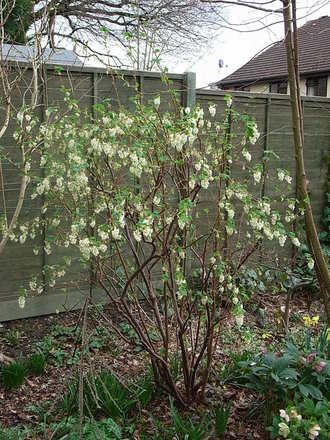 Ribes sanguineum 'White Icicle' 2 (Ribes sanguineum 'White Icicle')