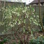 Ribes_sanguineum__white_icicle__2