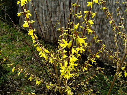 Forsythia 14 March 2008 (Forsythia Intermedia)