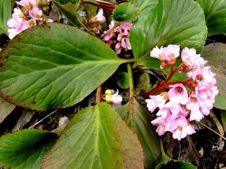Bergenia cordifolia (Elephants ears) 14th March 2008 (Bergenia cordifolia (Elephant's ears))
