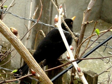 Blackbird.