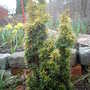 Taxus baccata 'Fastigiata' (Taxus baccata fastigiata 'Aurea')