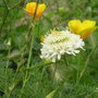 Scabiosa