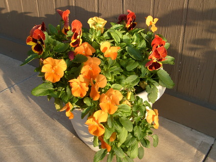 Pansies