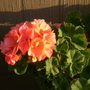 Salmon pink geranium