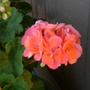 Salmon pink geranium.