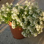 Sweet alyssum