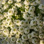 Close up of the sweet alyssum