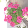Purple geranium