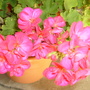 'Americana violet' geranium
