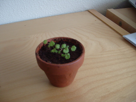 Strawberries!